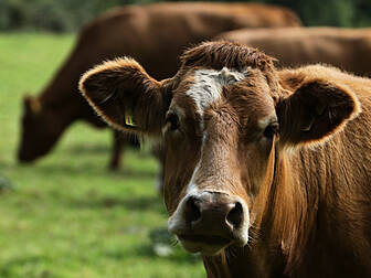 Cows Can Text (Kind Of)